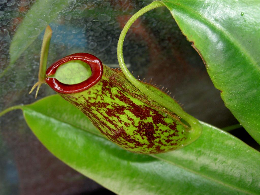 Nepenthes x trichocarpa 2